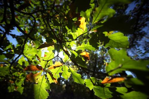 Behold, the mighty oak