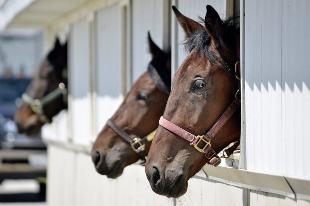 Horses watch warm-up laps from a barn at Woodbine Mohawk Park. THE CANADIAN PRESS/-AP-Jeff Morehead/The Chronicle-Tribune via AP) MANDATORY CREDIT