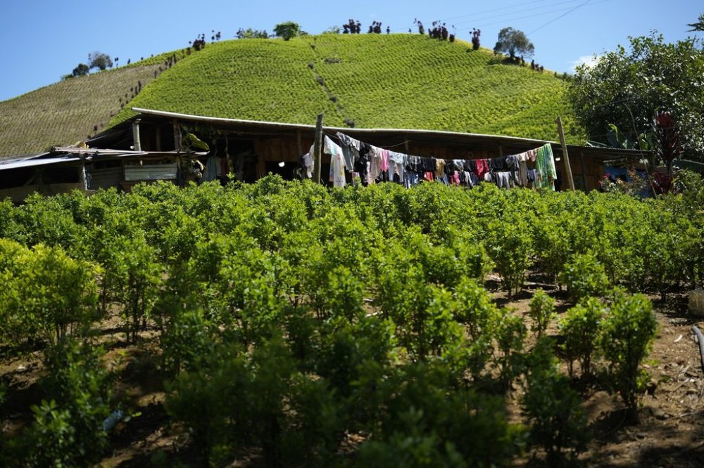 FILE - Laundry dries on a clothesline in the middle of a coca field on a hillside of the Micay Canyon, southwestern Colombia, Aug. 13, 2024. (AP Photo/Fernando Vergara, File)