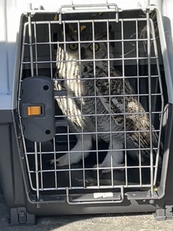 A great horned owl is shown in a cage after being freed from protective netting it got tangled in, in Winnipeg, in this Friday, Sept. 26, 2025 handout photo. THE CANADIAN PRESS/Handout - Winnipeg Police Service (Mandatory credit)