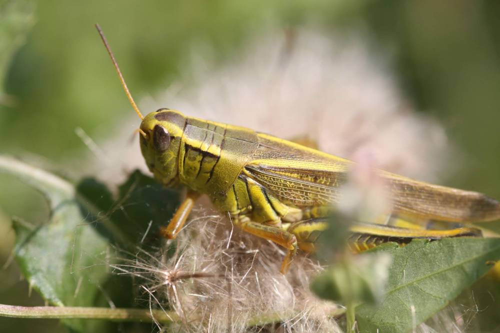 LEFT: A grasshopper basks in the late summer sunshine on the fluff of a Manitoba thistle in a ditch north of Brandon. RIGHT: An ant clings to the side of a birch tree. Columnist Ken Kingdon offers a take on Aesop’s fable from the insects’ point of view. (Photos Matt Goerzen/The Brandon Sun files)