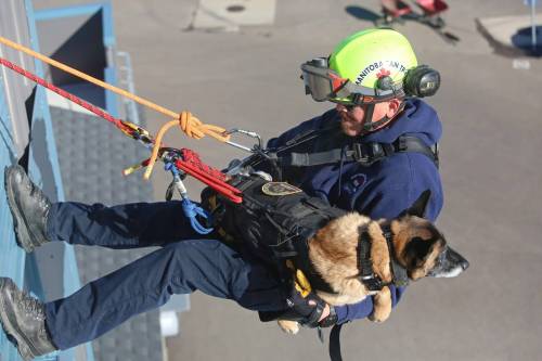 Brandon Police Service Const. Justin Artibise holds his K9 partner Blink, an eight-year-old Belgian Malinois, as they rappel down the Manitoba Emergency Services College training structure at the Brandon Municipal Airport on Thursday morning. Artibise is one of two Manitobans taking part in K9 urban search-and-rescue training this week, together with other K9 teams from Alberta and British Columbia. (Photos by Matt Goerzen/The Brandon Sun)