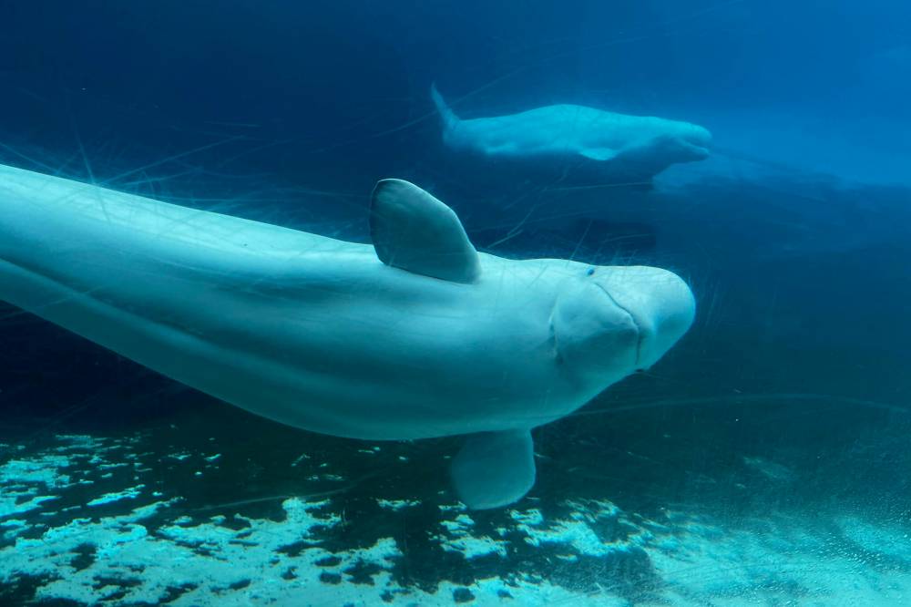 Beluga whales swim in a tank at Marineland in Niagara Falls, Ont., in June 2023. (The Canadian Press)