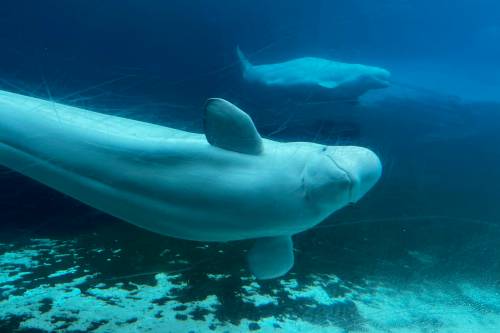 Beluga whales swim in a tank at Marineland in Niagara Falls, Ont., in June 2023. (The Canadian Press)