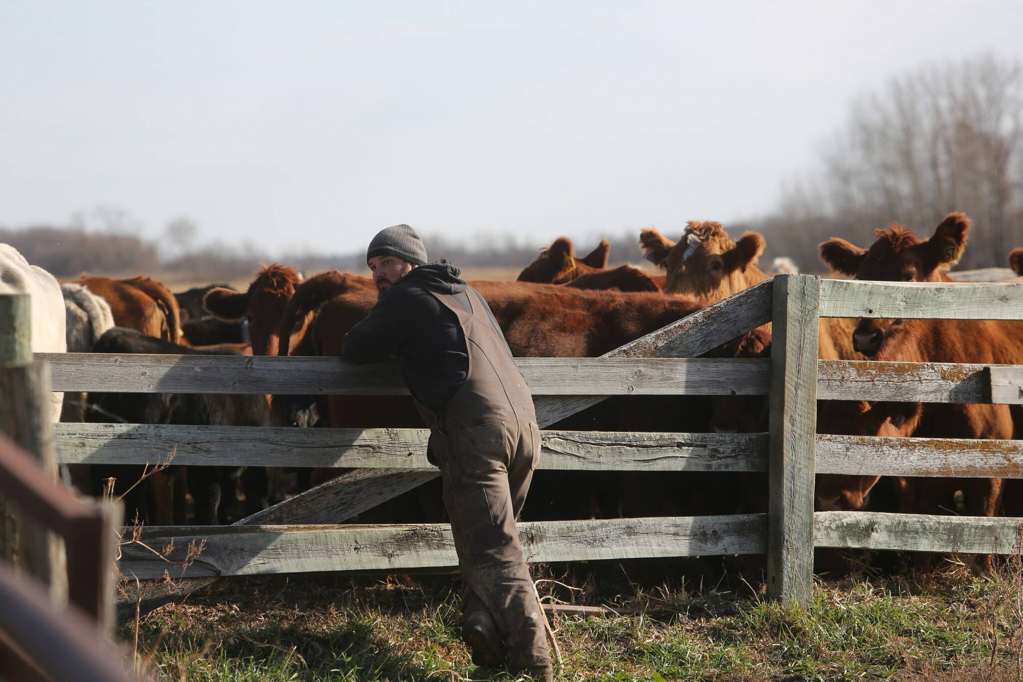 Farmers bullish about high cattle prices