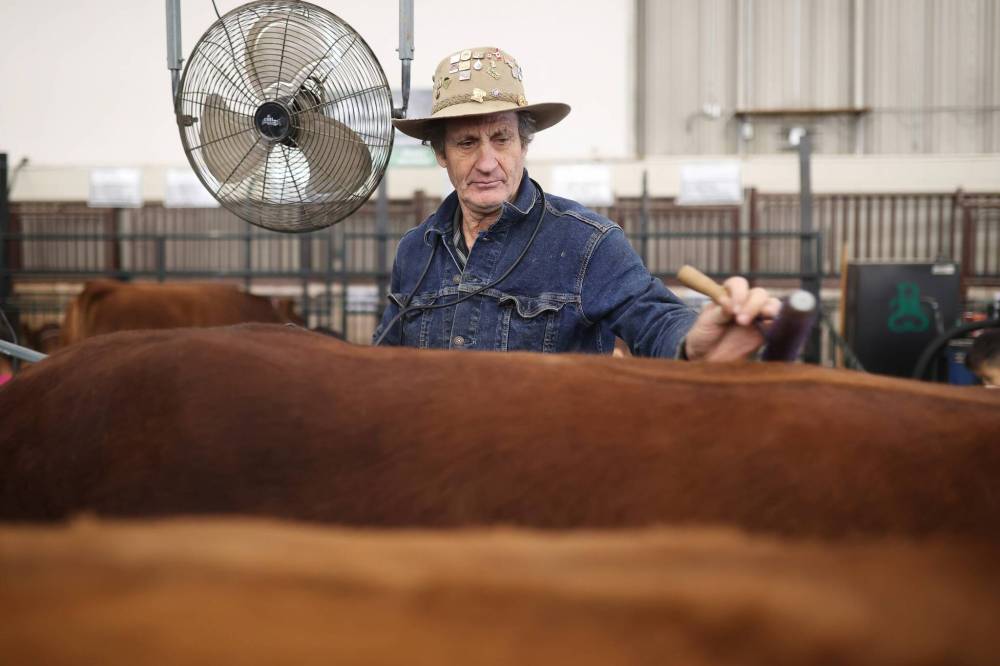 Gordon Delichte with Delight Simmentals of St. Alphonse grooms a bull that he’ll be showing Friday at Manitoba Ag Ex in the Keystone Centre.