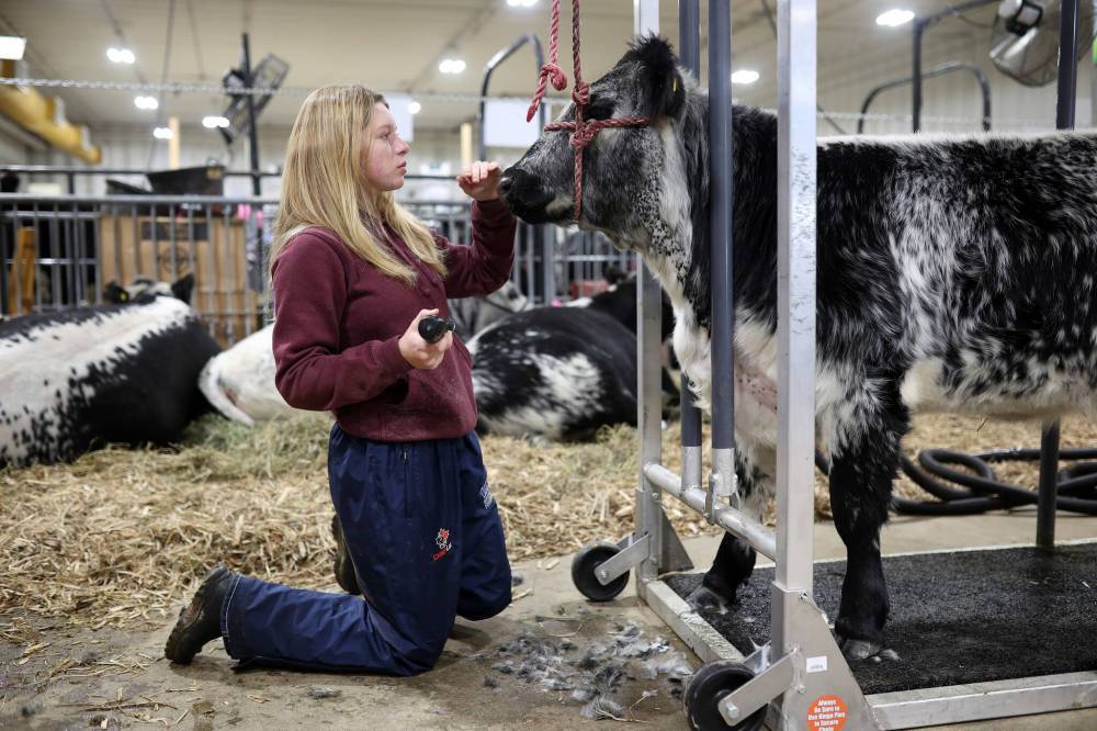 Avery Perkess with PJS Speckle Park of Prince Albert, Sask., trims Nina, a speckle park heifer, on the first day of Manitoba Ag Ex at the Keystone Centre in Brandon. P.J. and Susan Ruszkowski of PJS Speckle Park have donated Nina to be auctioned off at the Canadian Western Agribition in Regina next month with the proceeds going to support the Speckle Park Youth Association. (Photos by Tim Smith/The Brandon Sun)