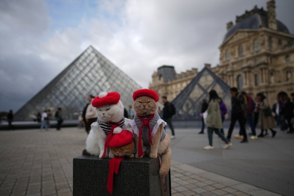 Three cats dressed up in typical French outfits are positioned in the courtyard of Le Louvre museum Monday, Oct. 27, 2025 in Paris. (AP Photo/Christophe Ena)