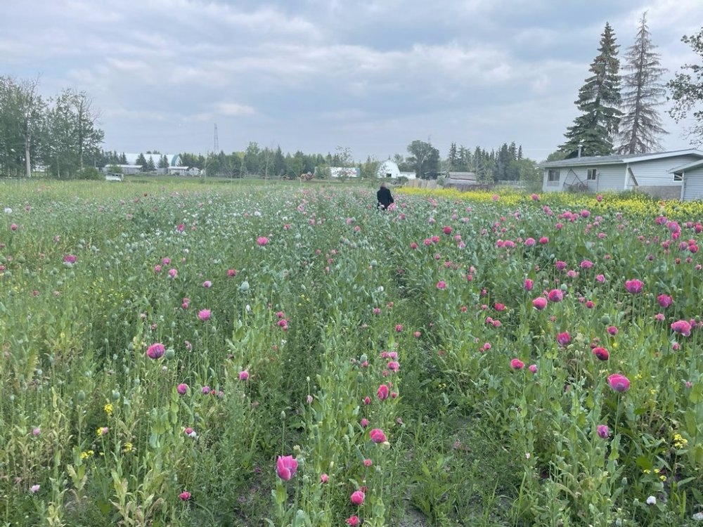 The Edmonton Drug and Gang Enforcement (EDGE) Section has charged four people in connection to an elaborate poppy-growing operation. Poppies are seen in a field near 34 Street and 195 Avenue West, in Edmonton, in an undated handout photo. THE CANADIAN PRESS/Handout - Edmonton Police Service (Mandatory Credit)