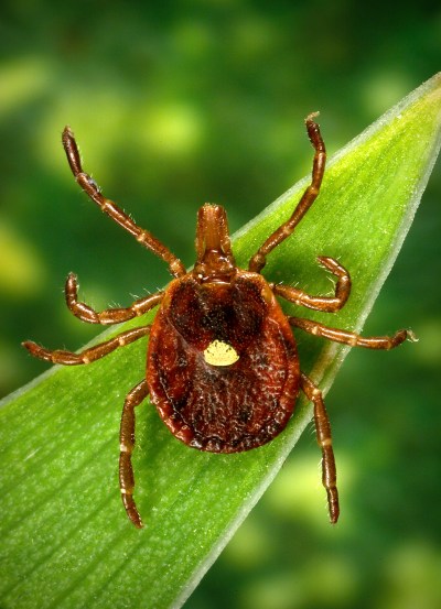 A female lone star tick, which — despite its Texas-sounding name — is found mainly in the U.S. Southeast. Researchers have found that the bloodsuckers carry a sugar which humans don’t have, and can make those bitten have an allergic reaction to red meat. (CDC)