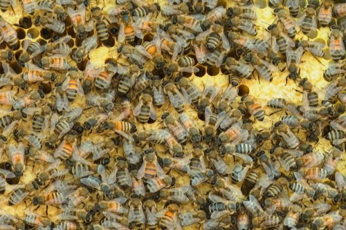 In this image made from video, bees gather on the frame of a hive box at Michigan State University's Pollinator Performance Center on Wednesday, Aug. 6, 2025, in East Lansing, Mich. (AP Photo/Mike Householder)