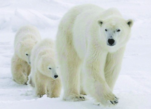 A polar bear mother and her two cubs walk along the shore of Hudson Bay near Churchill, Man. in November 2007. Ron Thiessen writes that now is the time for a long-awaited feasibility study for a national marine conservation area in western Hudson Bay. (The Canadian Press files)