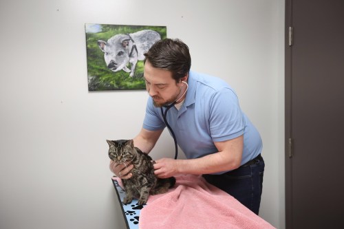 Veterinarian Dr. Troy Gowan with Minnedosa Veterinary Clinic, examines a cat named Daisy at the clinic on Thursday afternoon.
(Tim Smith/The Brandon Sun)