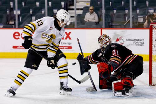 Brandon Wheat Kings forward Jordan Gavin (13) goes between his legs for a shot that was denied by Calgary Hitmen Eric Tu (31) during Western Hockey League action at Scotiabank Saddledome on Friday afternoon. Brandon won 3-2 in overtime. (Jenn Pierce/Calgary Hitmen)