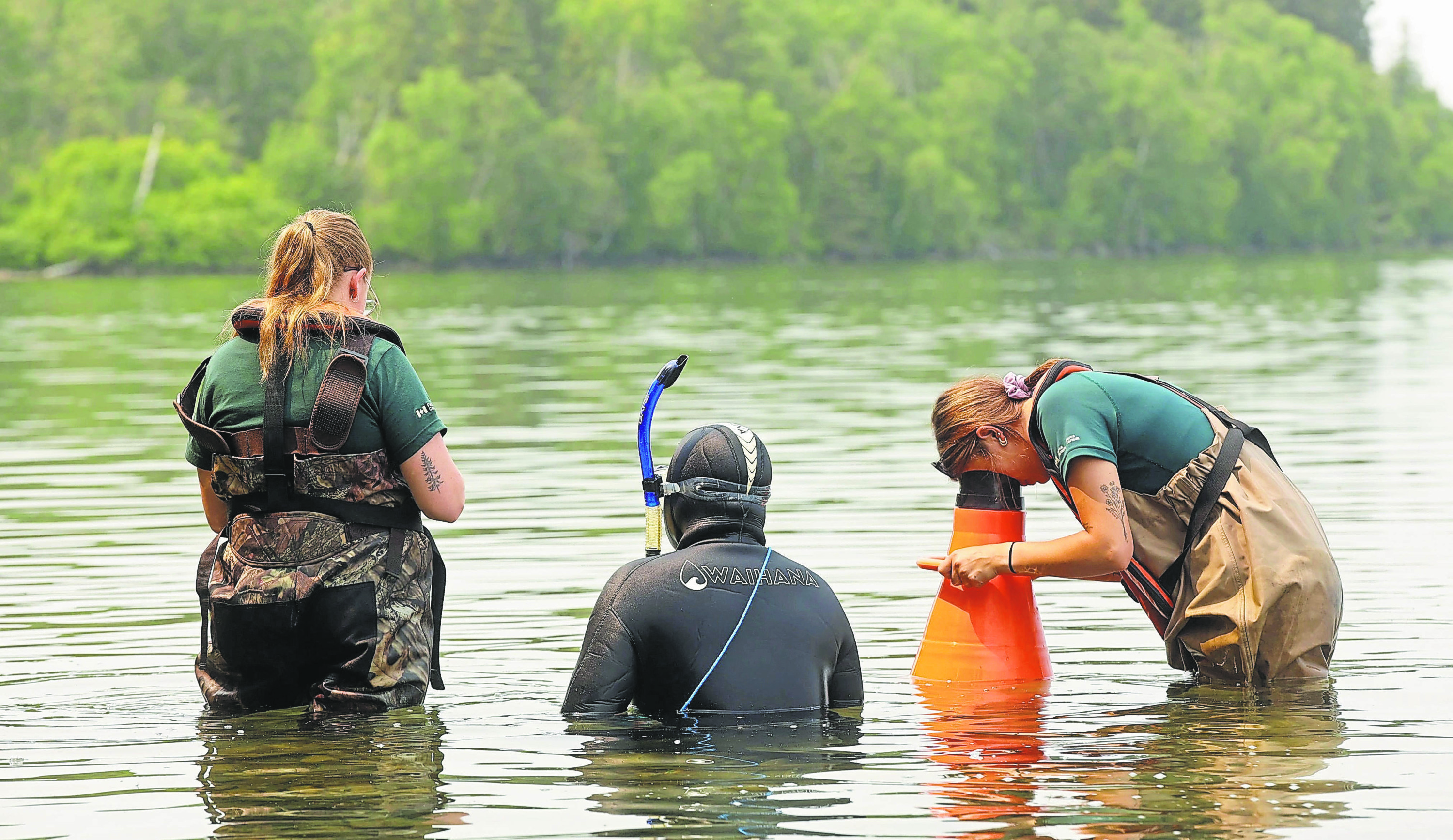 Ecological Alert: Zebra Mussels Now Reproducing in Clear Lake