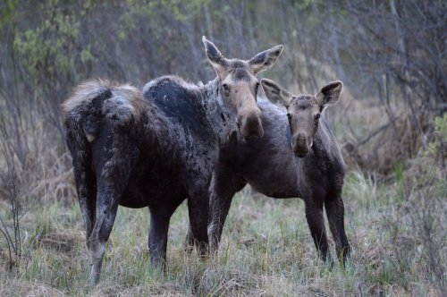 Moose are seen along a road near Lac la Biche, Alta., on Tuesday, May 10, 2016. THE CANADIAN PRESS/Jonathan Hayward