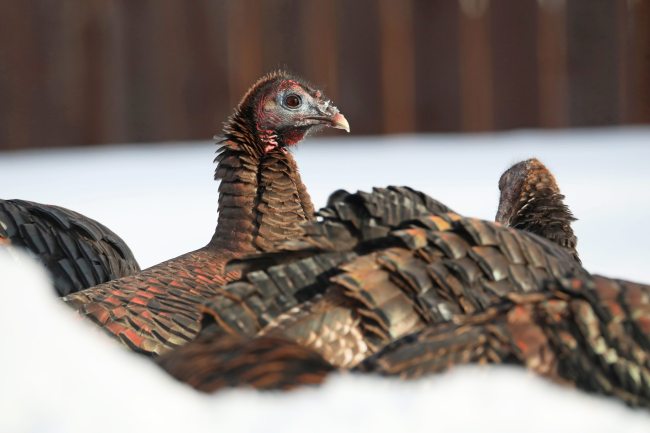 Wild turkeys forage for food in Souris on a mild Monday afternoon. Turkeys were first introduced into Manitoba in 1958. (Tim Smith/The Brandon Sun)