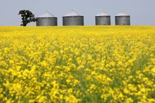 Grain bins stand out against a field of canola in bloom near Oak River. On Friday, China&rsquo;s tariff on Canadian canola seed was dropped to 15 per cent from 84 per cent, while the tariff on canola meal was dropped completely. (Tim Smith/The Brandon Sun files)