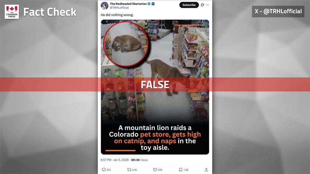 Fact File: Canadian store’s security photo manipulated to show mountain lion break-in