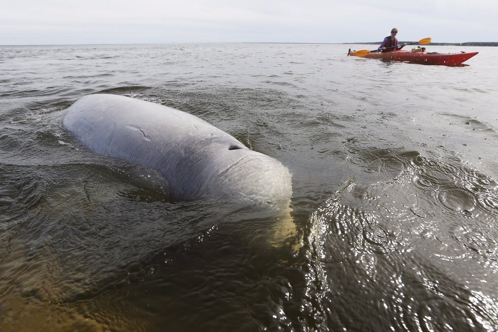 Manitoba government eyes marine conservation area in western Hudson Bay