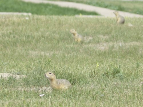 Three Richardson's ground squirrels appear Monday, July 14, 2025, in a vacant lot near apartment homes in Minot, N.D. (AP Photo/Jack Dura)