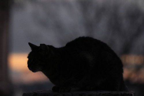 A cat sits on a wall in Lisbon, as night falls, Tuesday, Dec. 26, 2023. THE CANADIAN PRESS/AP, Armando Franca