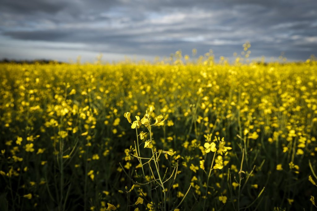 Canadian farmers hoping Carney can find resolution to canola tariffs in China
