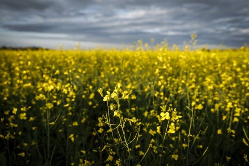 Canola plants bloom in a pasture on a farm near Cremona, Alta., Friday, July 18, 2025. THE CANADIAN PRESS/Jeff McIntosh