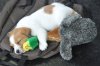 FILE - A little Jack Russell Terrier sleeps with a plush toy during the world dog show in Salzburg, Austria, on Friday, May 18, 2012. More than 30.000 dogs are expected to take part at the exhibition in Salzburg. (AP Photo/Kerstin Joensson, File)