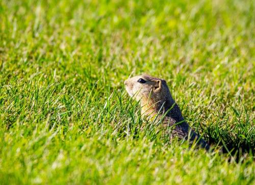 So they can see their predators, Richardson&rsquo;s ground squirrels prefer short grasses to tall-standing crops. That means gophers are happy to build their homes and families in green spaces in urban areas.
                                (George Lee, Local Journalism Initiative Reporter)