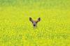 A white-tailed deer peers out from a crop of canola along Grand Valley Road west of Brandon. (Tim Smith/The Brandon Sun files)