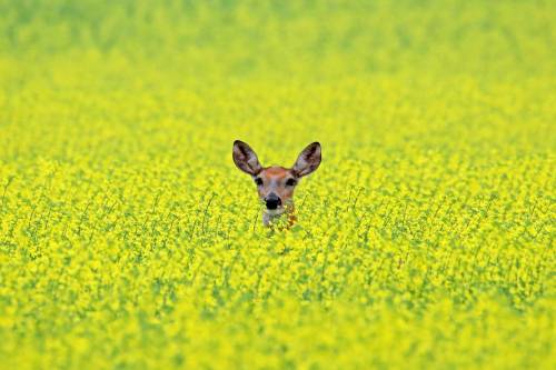 A white-tailed deer peers out from a crop of canola along Grand Valley Road west of Brandon. (Tim Smith/The Brandon Sun files)