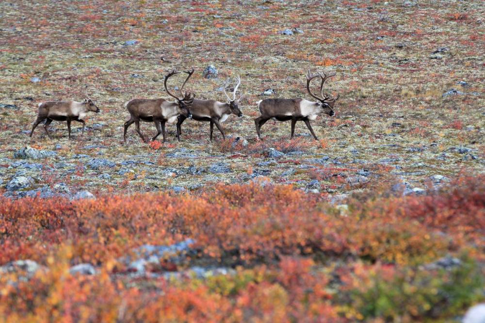 The pristine Seal River watershed is one of eight areas in Manitoba proposed for federal protection. All of them raise concerns about public access, a Manitoba Wildlife Federation senior adviser says. (The Brandon Sun files)