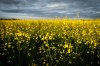 Canola plants bloom in a pasture on a farm near Cremona, Alta., Friday, July 18, 2025. THE CANADIAN PRESS/Jeff McIntosh