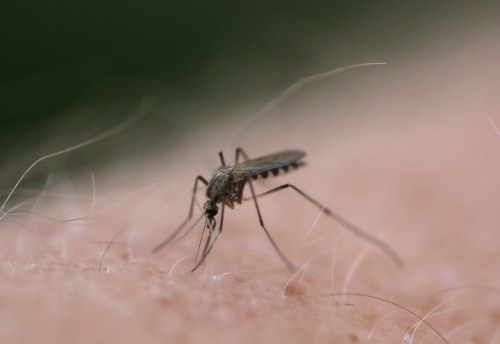 A female mosquito plunges its sharp proboscis into a human arm. The city has now been fogged for mosquitoes. (File)