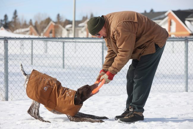 Kelly Mushumanski plays with his German shorthaired pointer moose at the Hanbury Hill Pooch Park on Monday afternoon. (Tim Smith/The Brandon Sun)