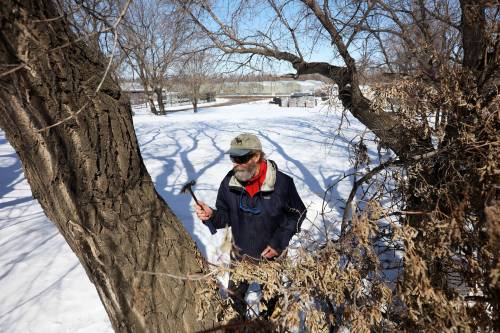 Dave Barnes taps a maple tree for sap near his property and the Assiniboine Food Forest in Brandon&rsquo;s east end in this 2023 photo. Barnes will be speaking about the Assiniboine Food Forest and local maple syrup production this evening at the Central Community Centre. (Tim Smith/The Brandon Sun)