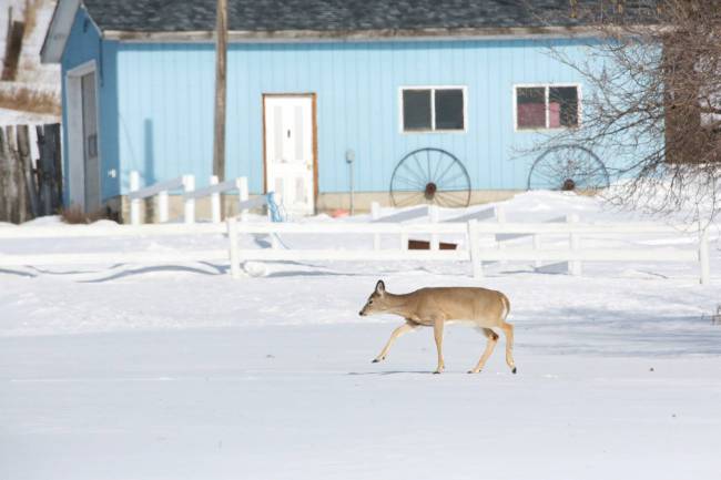 A young deer steps gingerly over the deep snow in a farmyard along Grand Valley Road earlier this week. (Matt Goerzen/The Brandon Sun)