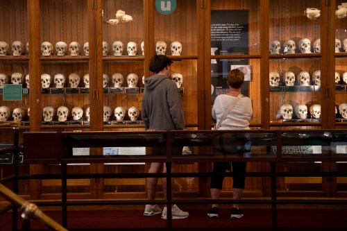 Milo Tivy, 16, and Shari Tivy, 75, look at a display of human skulls at the Mütter Museum on Thursday, Aug. 21, 2025, in Philadelphia. (AP Photo/Mingson Lau)
