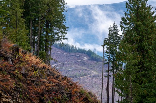 A cut block is pictured in the Fairy Creek logging area near Port Renfrew, B.C. Tuesday, Oct. 5, 2021. THE CANADIAN PRESS/Jonathan Hayward