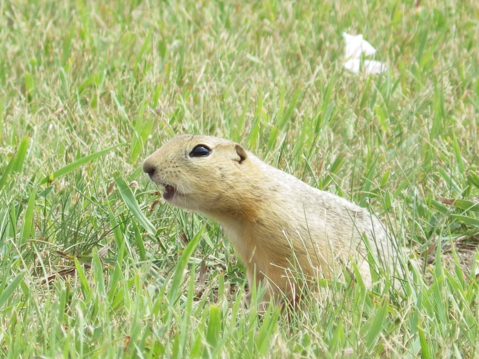 Ottawa allows temporary use of gopher poison in Alberta, Saskatchewan