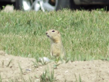 A Richardson's ground squirrel looks up from its burrow on Monday, July 14, 2025, in a vacant lot near apartment homes in Minot, N.D. (AP Photo/Jack Dura)
