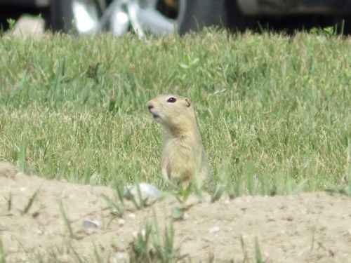 A Richardson's ground squirrel looks up from its burrow on Monday, July 14, 2025, in a vacant lot near apartment homes in Minot, N.D. (AP Photo/Jack Dura)