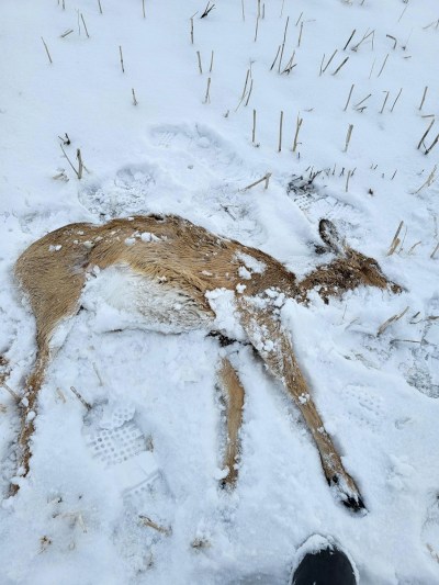 A deer that was ran over in the killings near Maryfield, Sask., is pictured in an undated handout photo provided by SaskTip. 
 THE CANADIAN PRESS/Handout-SaskTip
(Mandatory Credit)
