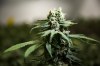 Cannabis plants grow in Simcoe, Ont., Tuesday, April 13, 2021. THE CANADIAN PRESS/Tara Walton