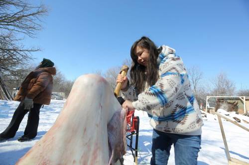 Rashel Quill, a Brandon resident, learns how to peel a flesh layer from a moose hide. She is using a scraping bone tool, made from the leg of a moose. (Connor McDowell/The Brandon Sun)