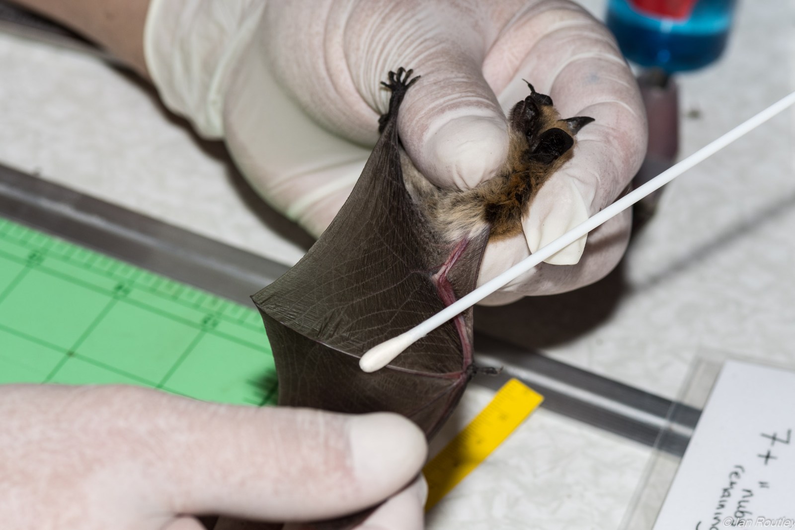 B.C. bats ‘do not know the border’ — and Trump funding cuts may put  them in peril
