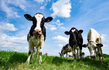 Dairy cows graze outdoors in Saint-Pie, Que., on Friday, July 11, 2025. THE CANADIAN PRESS/Christinne Muschi