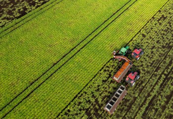 An aerial view of carrots being harvested on Friday, Oct. 24, 2025. THE CANADIAN PRESS/Christinne Muschi