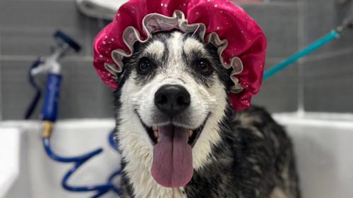 Missy, a five-year-old husky mix, is shown during her complimentary bath after escaping to the doggy daycare and groomer, Spot's Place, in Regina, in an April 13, 2026, handout photo. THE CANADIAN PRESS/Handout - Spot's Place (Mandatory Credit)